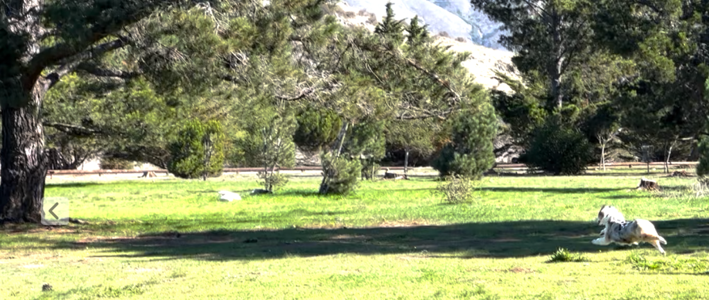 Cora at the Laguna Dog Park