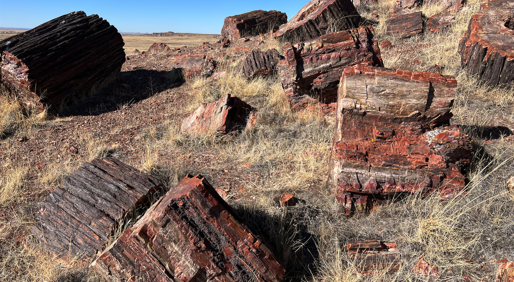 Large petrified logs